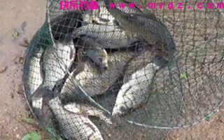 夏天钓草鱼和青鱼的饵料介绍与诱鱼方法