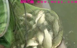 嫩芦苇芯钓草鱼效果好及钓草鱼窝料配制技巧