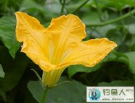 垂钓草鱼饵料窝料实战配方（芦苇麸皮玉米面