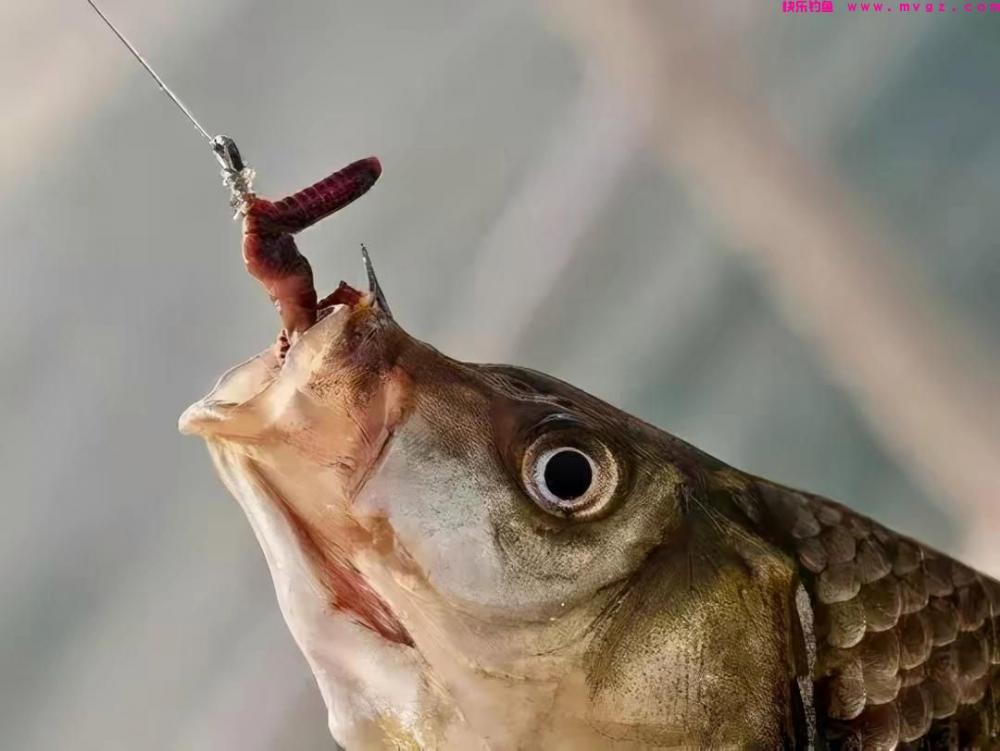 钓草鱼七种独特的饵料