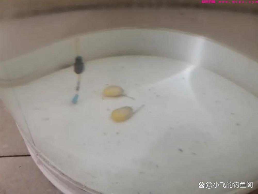 野钓草鱼如何正确调漂？2种超简单的调法，