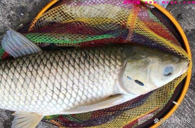 走水的河道，钓草鱼打窝的2种方式，可以做