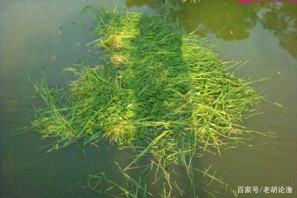 专钓草鱼的2个秘诀，咬钩都是大家伙，再狡