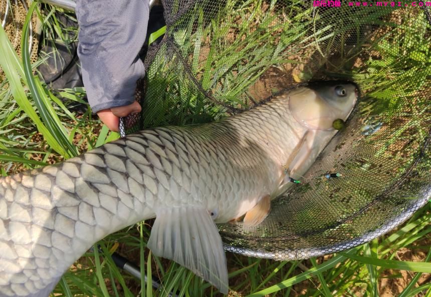 草鱼开口了！夏季钓草鱼，钓浮还是钓底？如