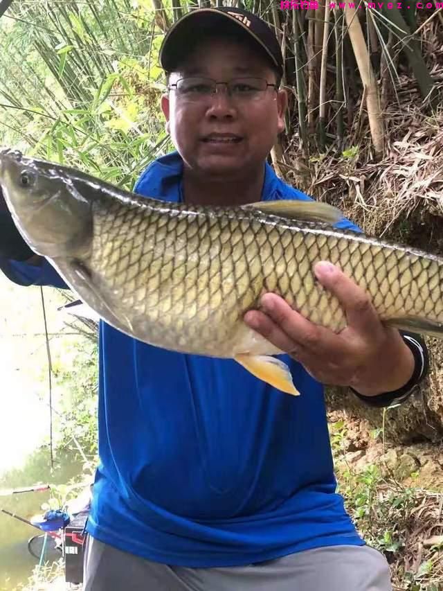夏季野钓草鱼攻略，三个水层同时钓，一条就