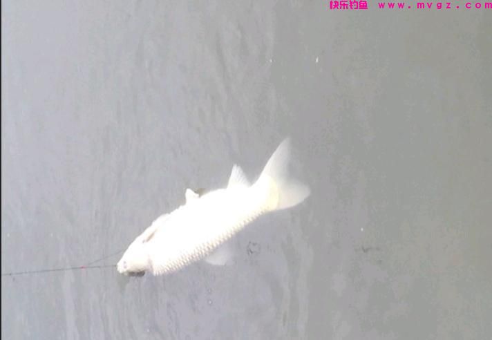 钓草鱼如何选择钓底还是钓浮