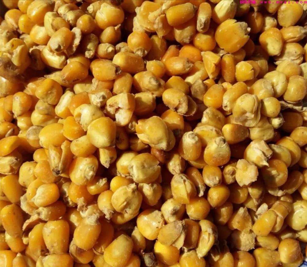 初夏野钓草鱼，水深、打窝和作钓水层都有讲