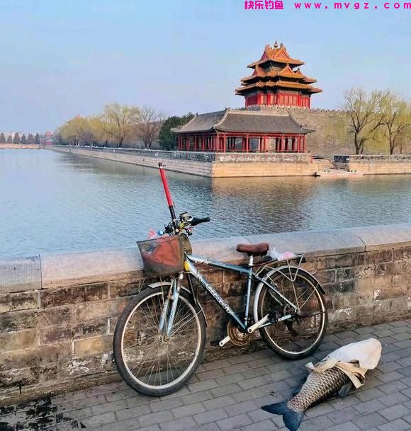 北京大爷在护城河钓上大草鱼，足足1米多长