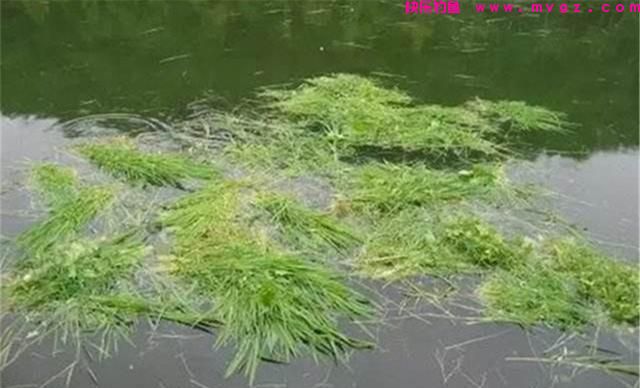 草鱼应该钓浮还是钓底？钓草鱼选水层的4个
