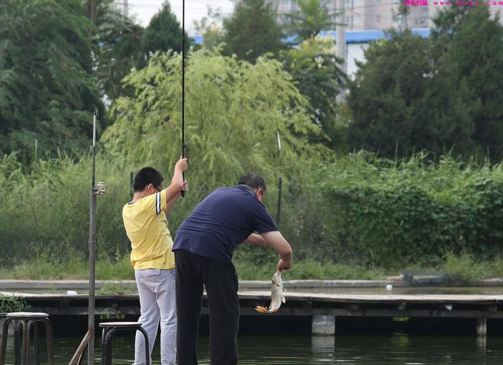 钓草鱼的技巧全在这里，掌握后草鱼排着队进