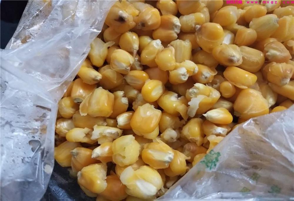 清明节前后钓草鱼，选对窝料是关键，老玉米