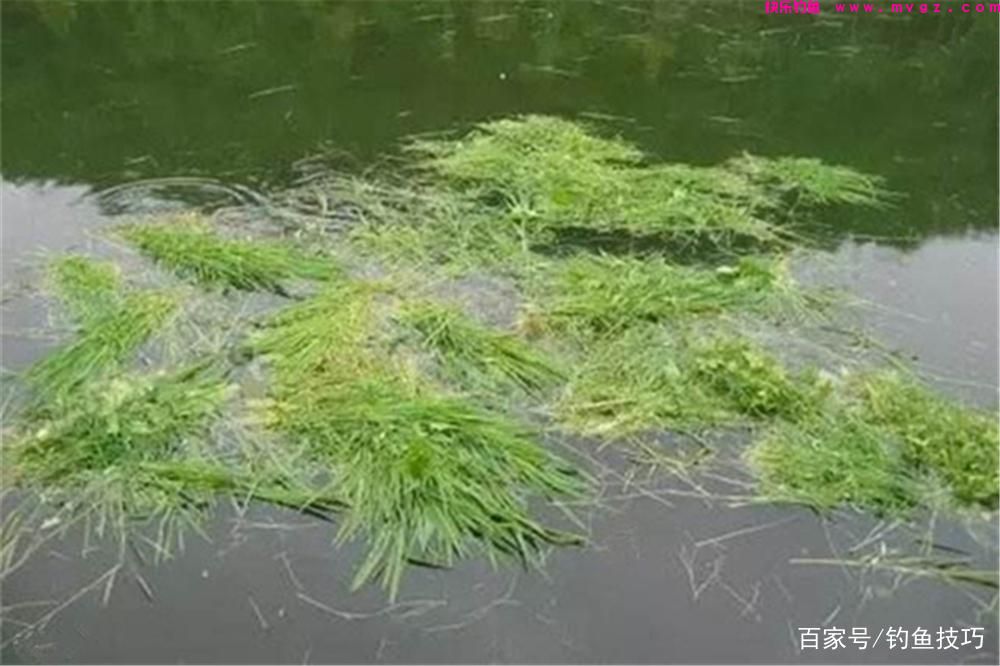 夏季草鱼的4种垂钓方法，草鱼喜暖怕寒，夏