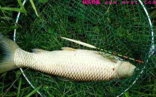 夏季户外钓草鱼，早中晚各不同，把握习性才