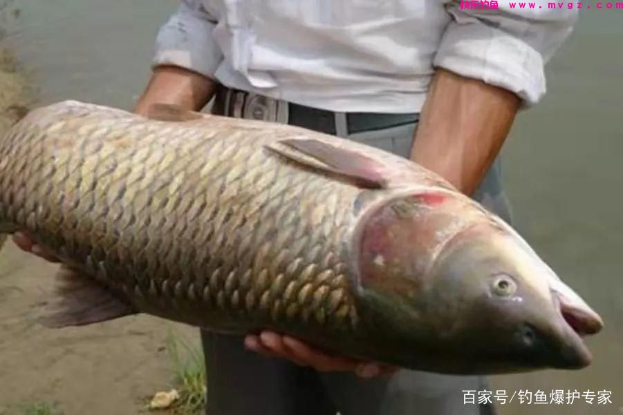 钓草鱼怎么钓？钓草鱼用什么鱼饵最好？