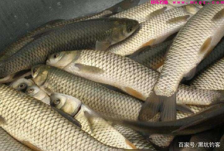 钓大草鱼技巧分享