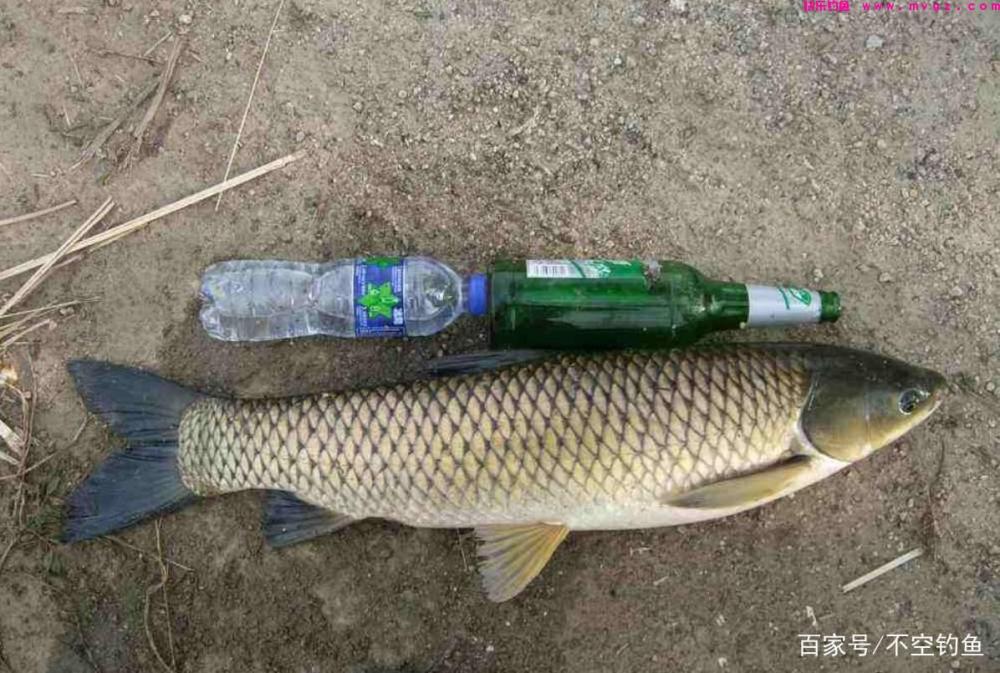 全水域钓草鱼攻略，看过就会，没有比草鱼更
