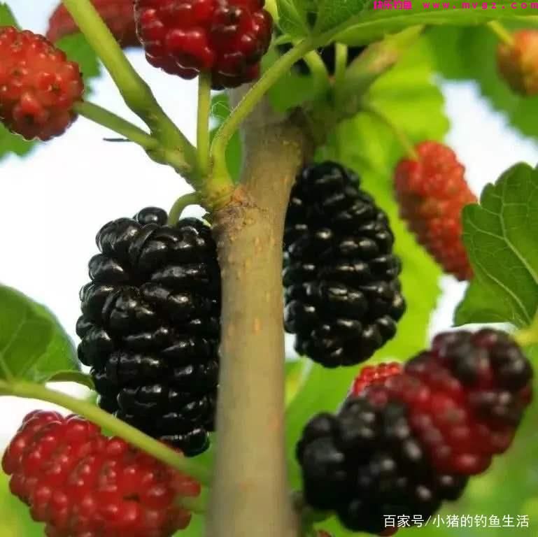 春末夏初，教你一招钓草鱼的绝活，钓法得当