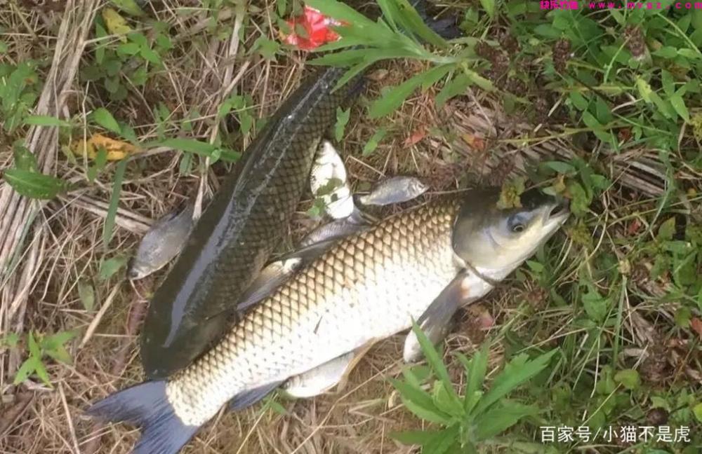 夏季野钓草鱼的方法，多次垂钓总结的经验