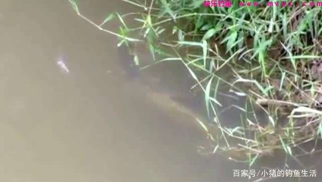 夏天钓草鱼最好的时间是早上