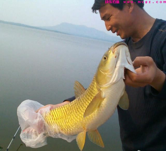 谁说大草鱼难钓？从四个方面探究，分享三种