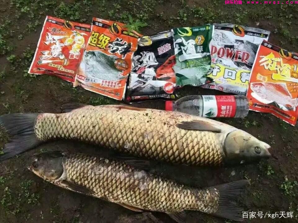 如何在各种钓场-钓草鱼
