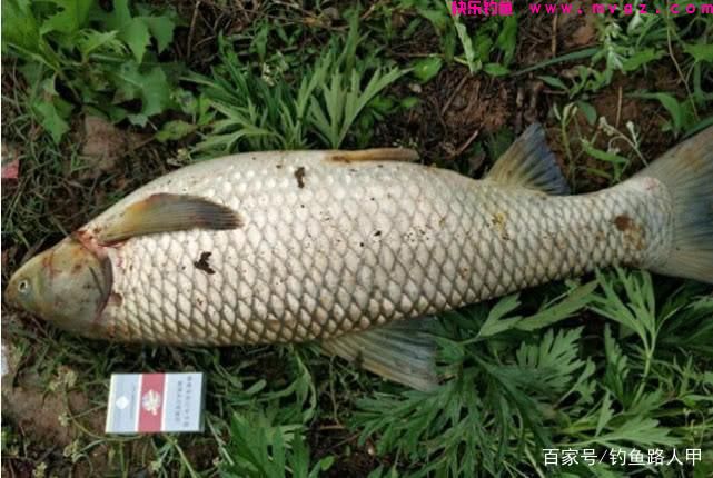 钓草鱼还要到处拜师？用心记牢这几招，小白