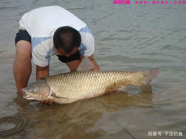野钓想钓草鱼其实并不难，只要掌握这些技巧