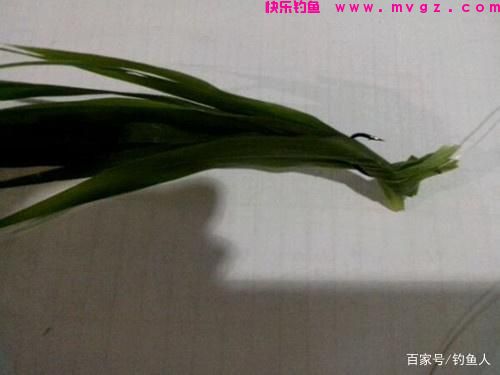 钓草鱼时，五种草料饵的装钩方法