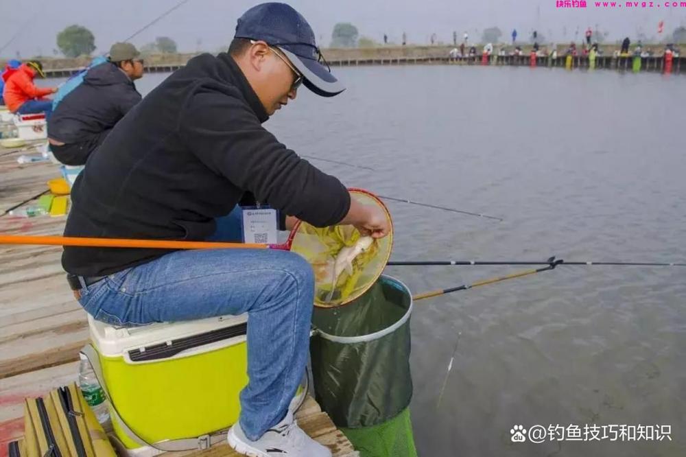 果酸在春季钓黑坑鲤鱼是否有用？果酸在钓黑