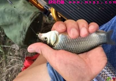 水库钓鲤鱼的绝招，学会肯定有用