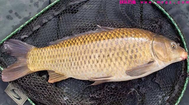 玉米钓鲤鱼的3大“绝招”，钓鱼新手也能用
