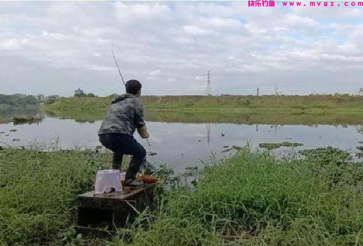 夏季鲤鱼很难钓？送你一套“钓鲤攻略”，鲤