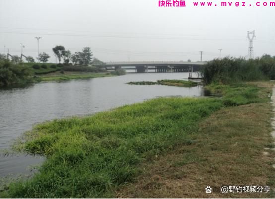 春末夏初钓鲤鱼，认准这3个“钓位”，快速