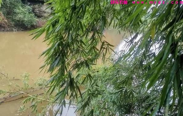 晚春钓鲤鱼，遵循这4大“规律”，屡试不爽