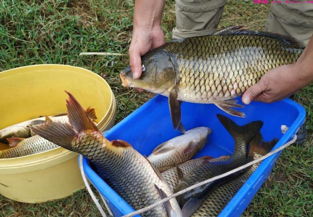 野钓鲤鱼有绝招，这些技巧值得关注，钓鲤鱼