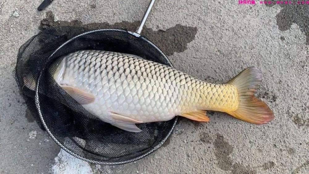 初夏野钓大鲤鱼全攻略，用此法钓鲤鱼，连竿
