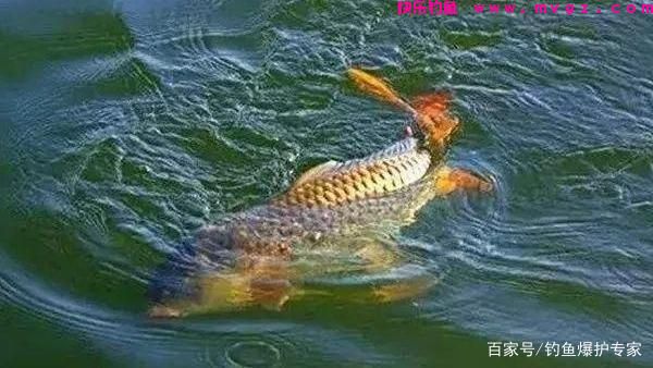 钓鲤鱼选什么钓位最好？高手教你2大技巧！