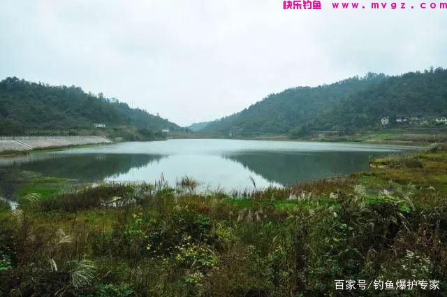 怎样钓鲤鱼最快爆护？钓鱼高手，分享钓鲤鱼
