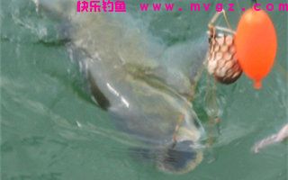 干货分享：浮底钓鲢鳙的饵料这样配