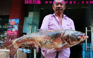 巧用蒜蓉、醋精配制钓鲢鳙小药