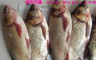 自制抛竿钓鲢鳙饵料配方（平原地带用）