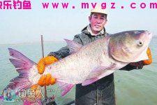 自制一款实用型浮钓鲢鳙饵料配方