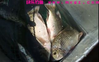 自制垂钓鲢鱼的玉米粉混合饵料配方