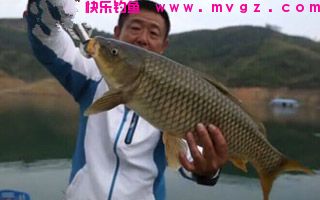 酸臭饵料配方-钓鲢鳙一绝