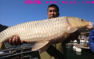 自制钓鲢鳙鱼的酸味饵料配方详细介绍