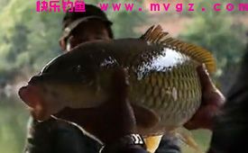 收集民间12种钓鲢鳙饵料配方详细介绍