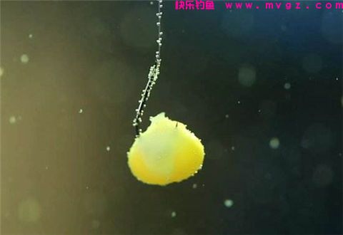 钓鱼怎么挂饵？露出钩尖好还是不露出好