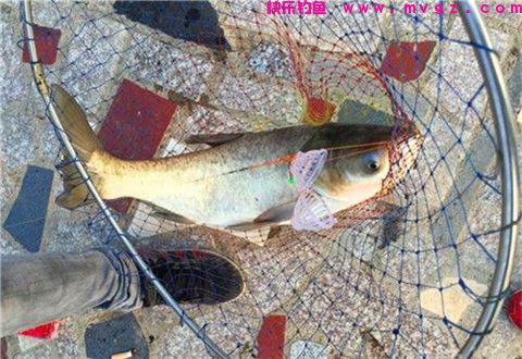 钓鲢鳙的4款饵料配方，直击鲢鳙摄食偏好