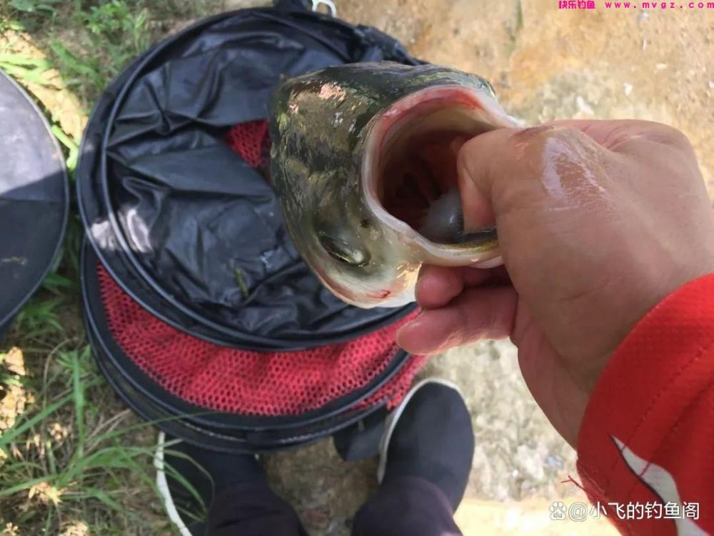 钓鲢鳙该不该打窝？这2种方法都可以，关键
