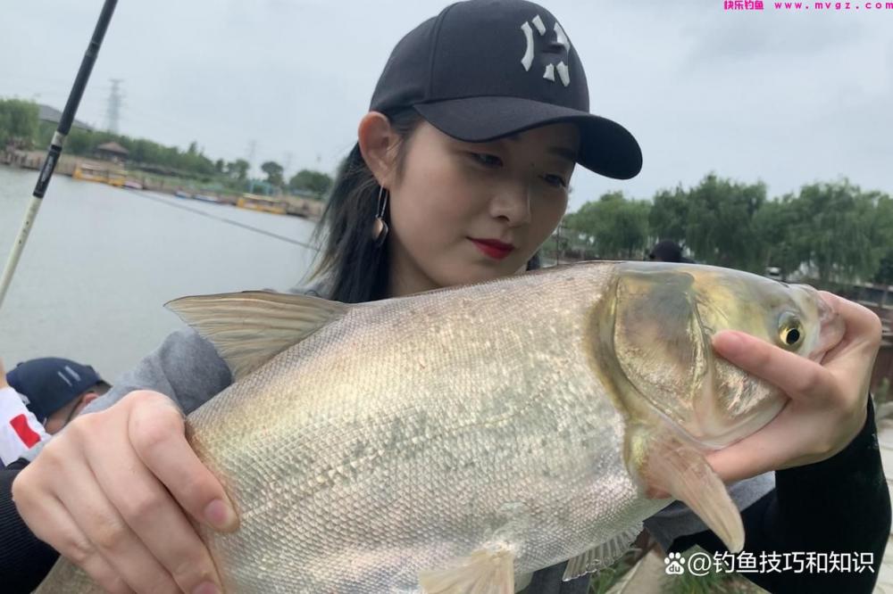 钓鲢鳙什么鱼饵最好？考核鲢鳙鱼饵的3个指